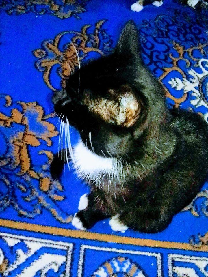 MISSING – B&W Tuxedo – Kenville, KZN