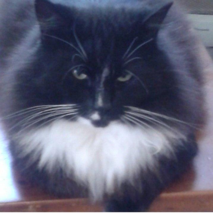 MISSING – Damon – Goodwood