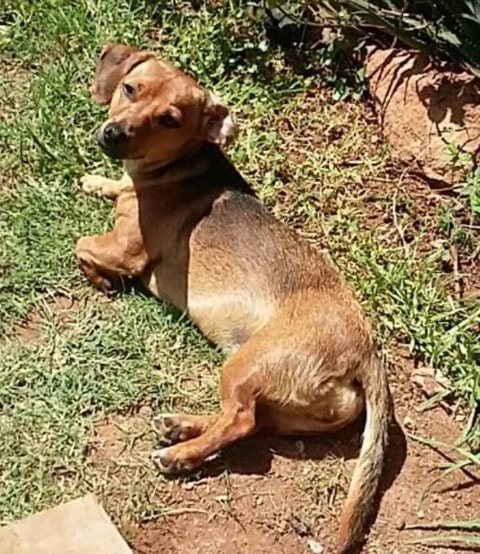 MISSING – BAILEY – Wolwespruit