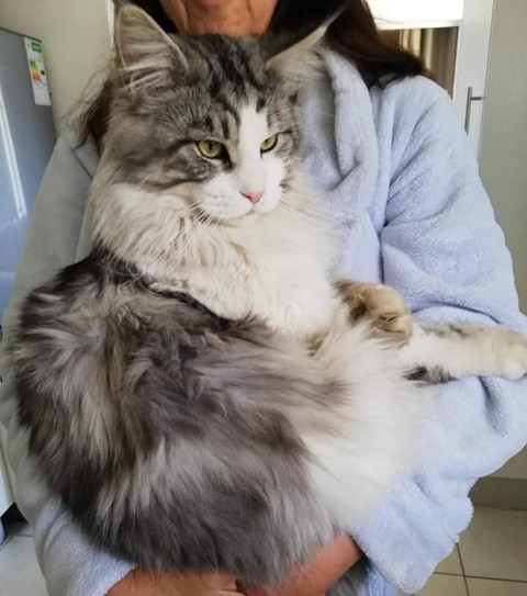 MISSING – BOI – Northcliff, Randburg