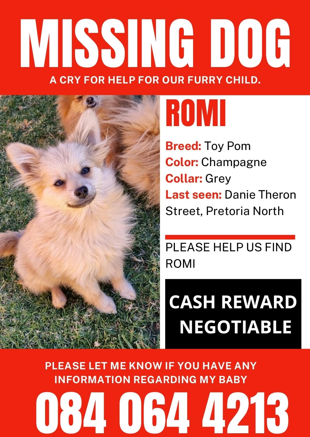 MISSING – Toy Pom – Pretoria North