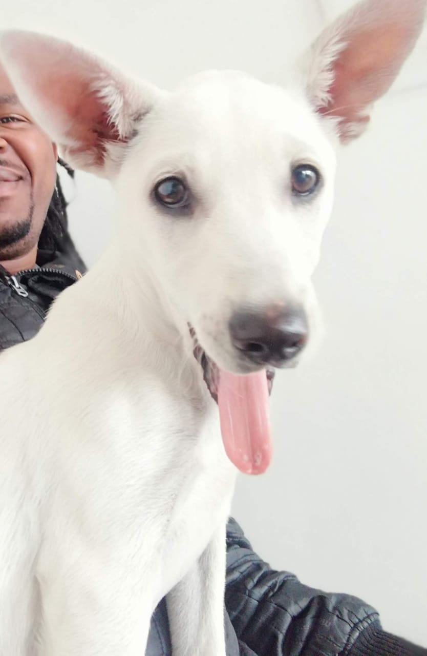 MISSING – Snowy – White Female – Kraaifontein