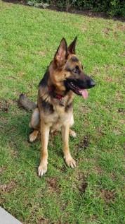 MISSING – Max – Camps Bay