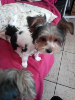 MISSING – Bliksimpie