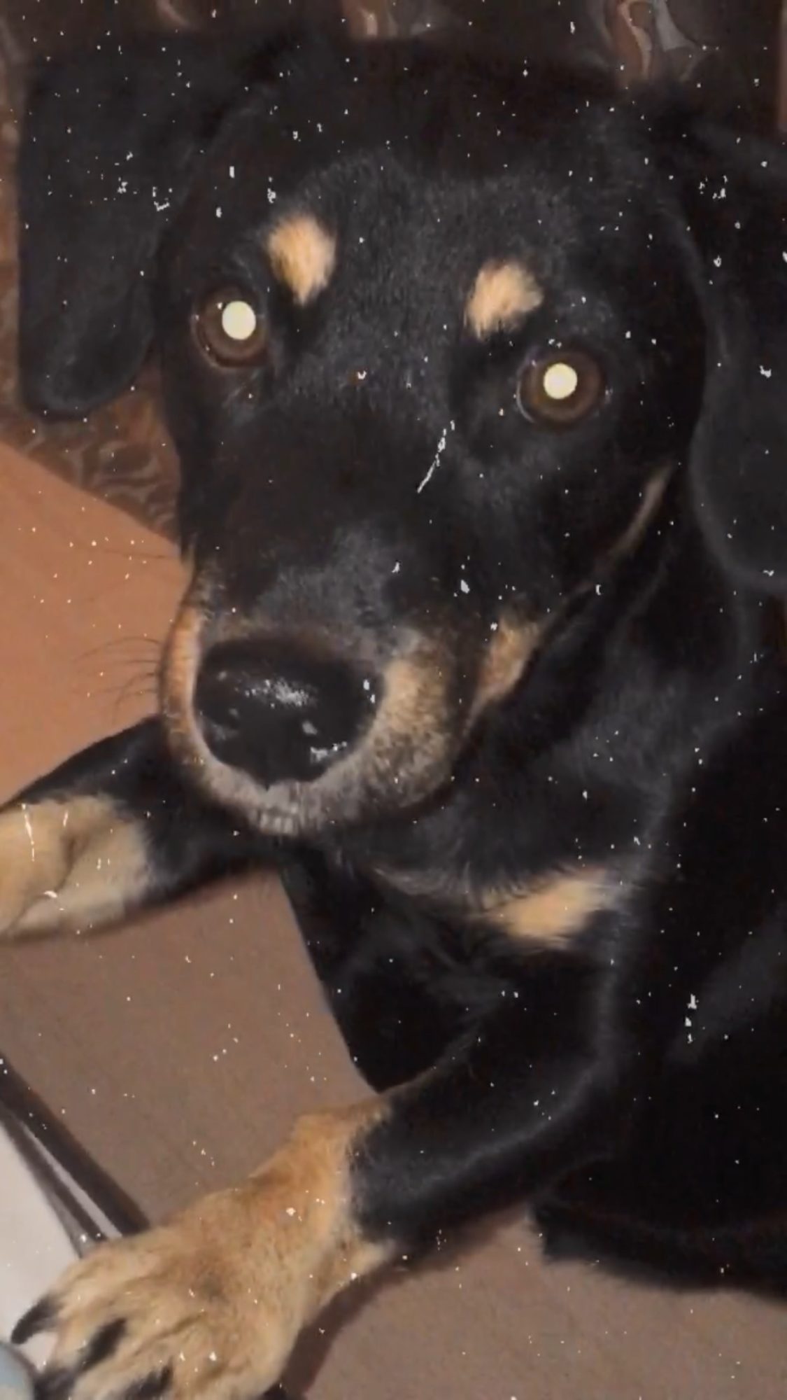 MISSING – Coco – Dachshund / JR Mix – Lyndhurst