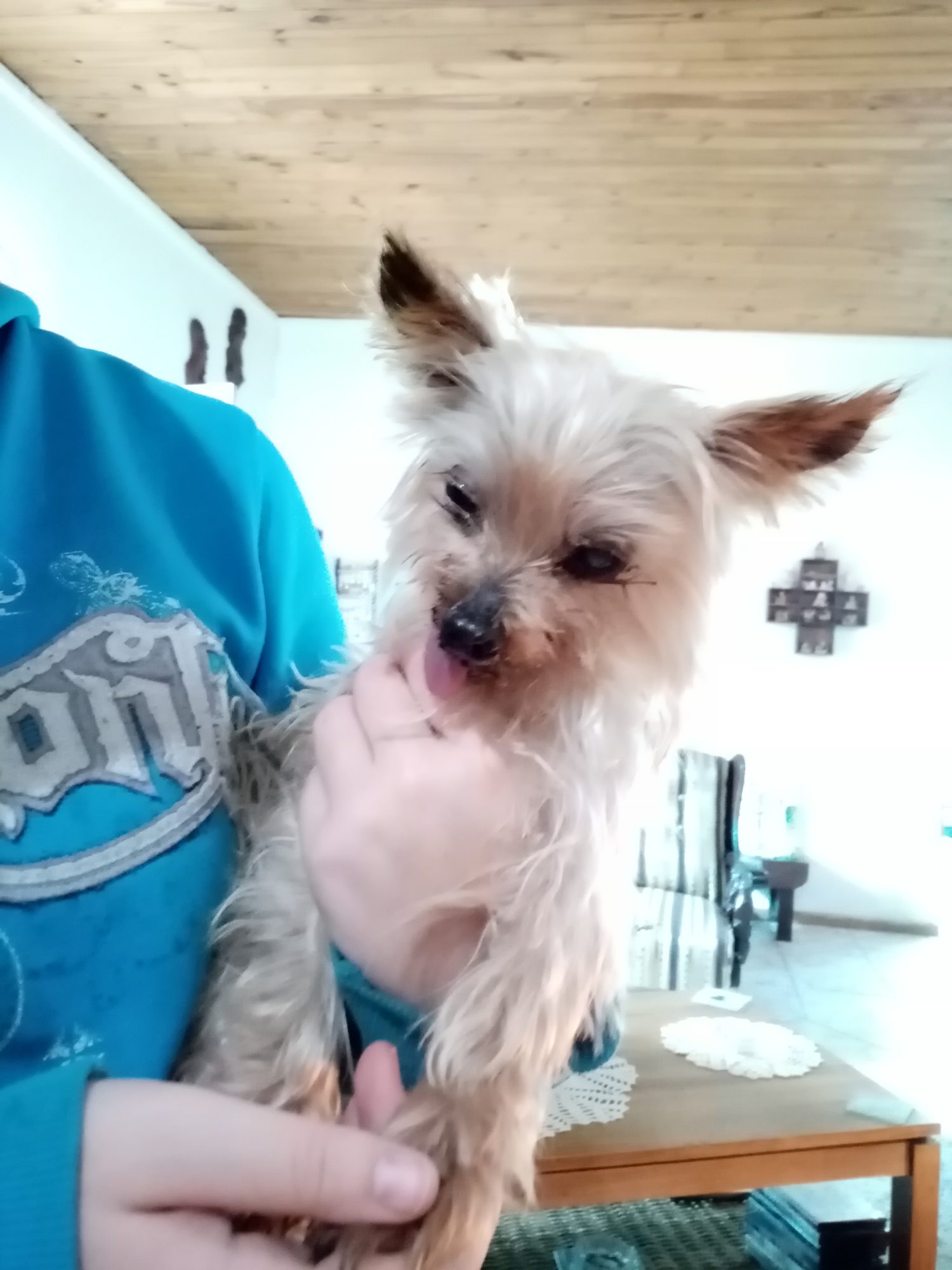 FOUND – Senior Yorkie