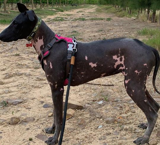 MISSING – Luna – Hairless African Sand Dog – Stellenbosch