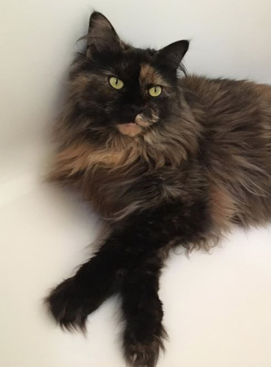 MISSING – Masha – Main Coon – Devils Peak