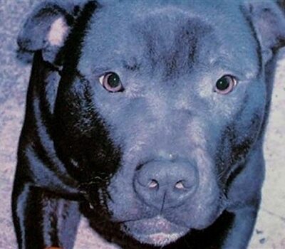 Lennox, dog condemned as pitbull, is put to death in Belfast