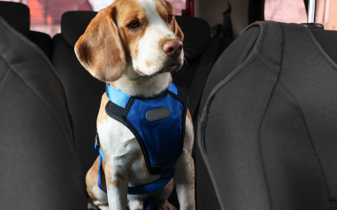 Car Travel: 13 Tips to Prepare Your Dog
