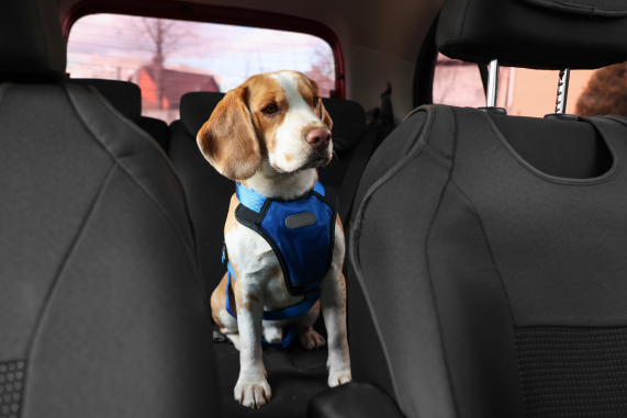 Dog travelling in a car to get used to car travel.