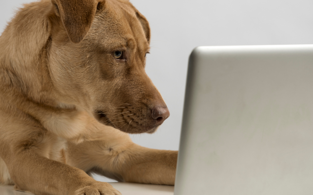 Intelligent Dogs: Are Some Dog Breeds More Intelligent Than Others?