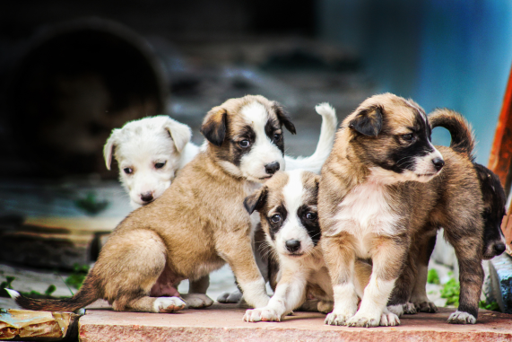 BarkingMad SA puppy image to represent the puppies in the story