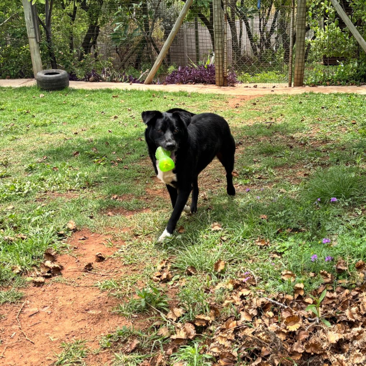 Is My Dog Bored? Signs of Boredom and Lack of Stimulation