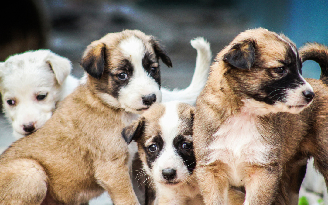 Public Outcry Led by BarkingMad SA Halts Sale of Live Animals