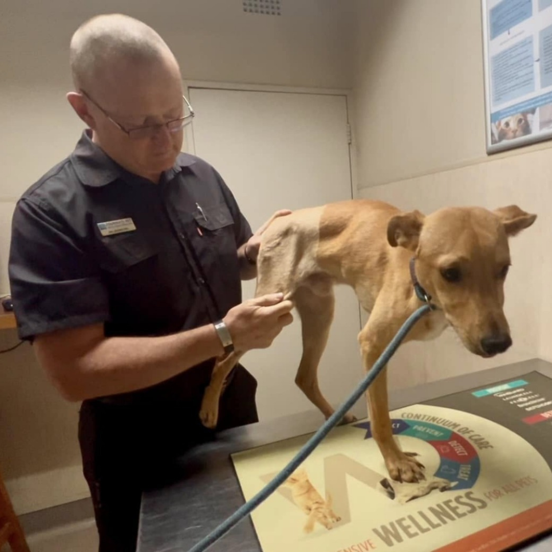 Dog Aggression at the Vet