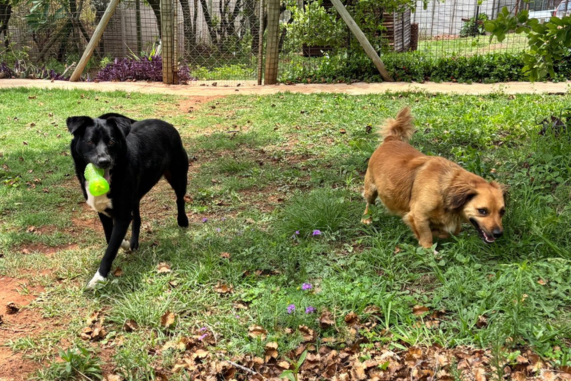 Dogs with toys and foraging in the grass for BarkingMad
