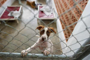 BarkingMad SA works to develop South African animal shelter minimum standards