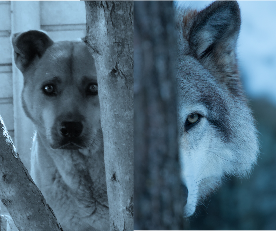 The Dog’s Biggest Mistake